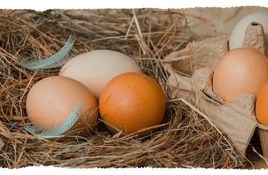 KI generiert: Das Bild zeigt mehrere Eier, die in einem mit Stroh ausgelegten Nest und einem Eierkarton liegen. Neben den Eiern sind einige Federn zu sehen.