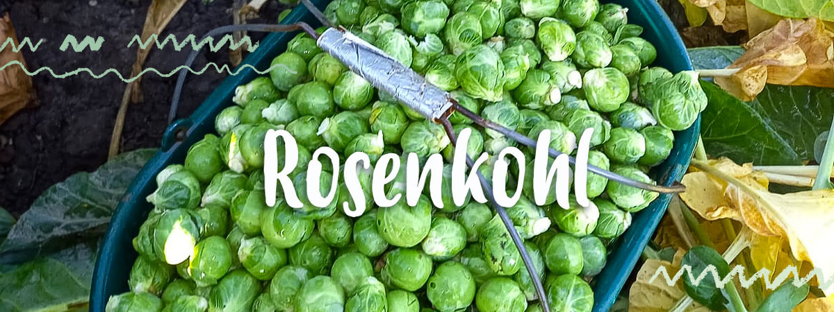 frisch geernteter Bio-Rosenkohl