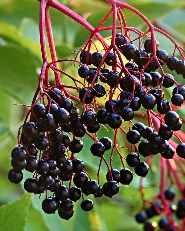 Holunderbeeren