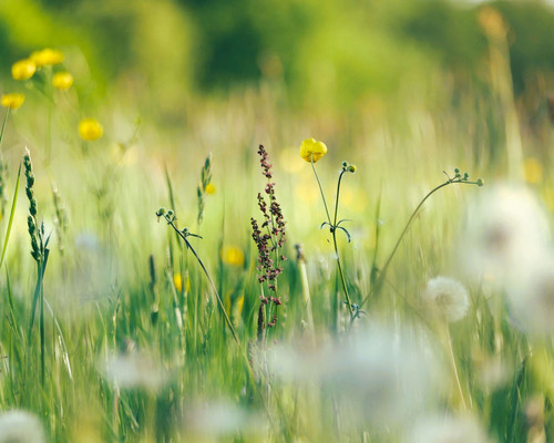 Wiesenblumen