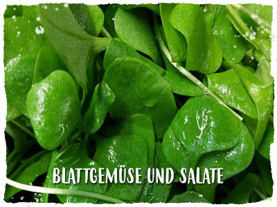 Blattgemüse und Salat