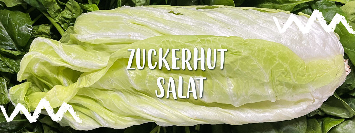 Header Zuckerhut Salat