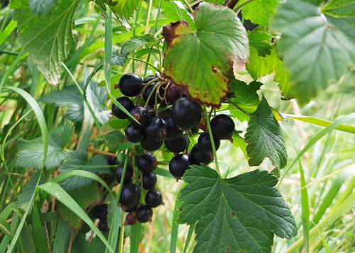 schwarze Johannisbeeren