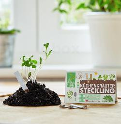 Produktfoto zu Steckling - Küchenkräuter