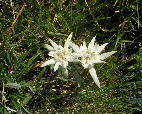 Edelweiss