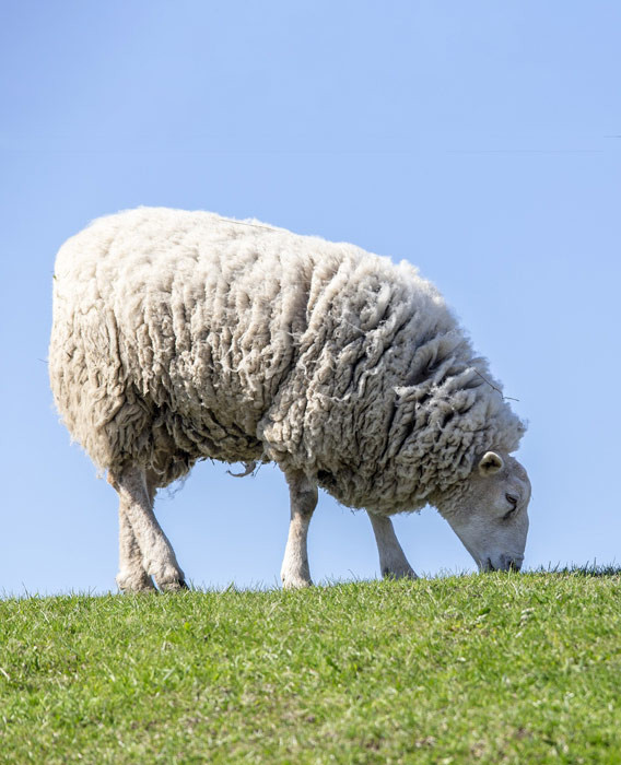 Schaf auf Weide